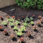 heart-shaped flower bed